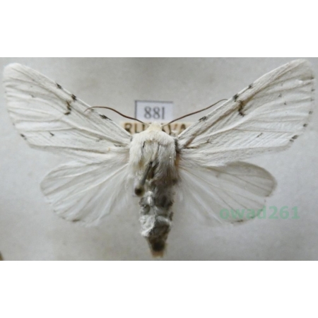 Acronicta leporina (Linnaeus, 1758) Wieczernica królica Czech88l